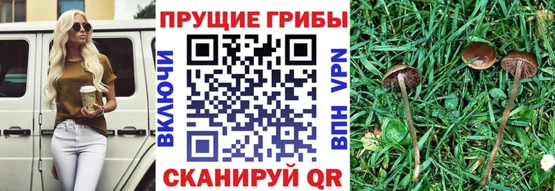 Псилоцибиновые грибы Psilocybine cubensis  как найти наркотики  Новомосковск 
